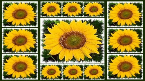 Sunflower01 Wp