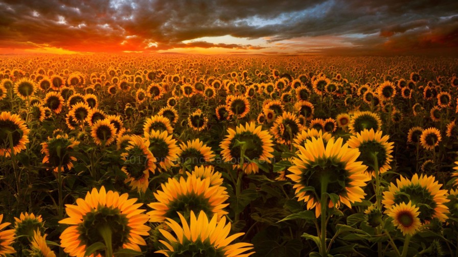 Sunflowers Wp 03