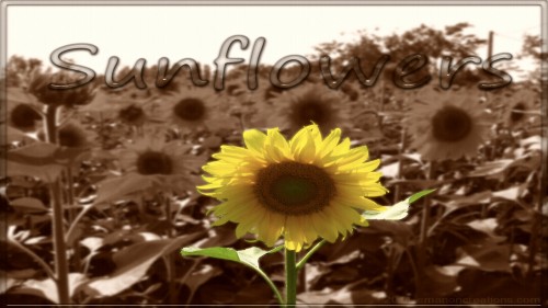 Sunflowers Wp