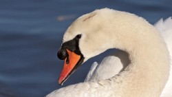 Swan Wp 06