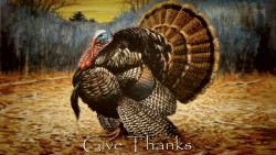 Thanksgiving Turkey Wp 08