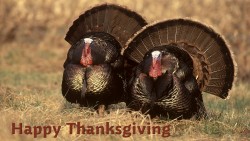 Thanksgiving Turkey Wp 21
