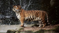 Tiger Wp 08