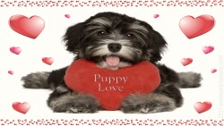 Valentine Doggie 02