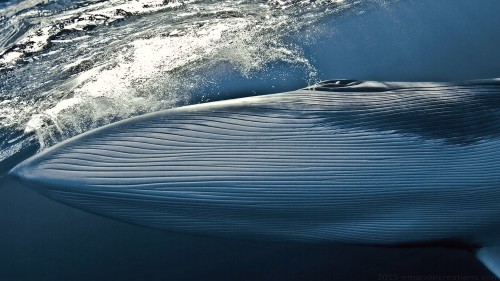 Whale Wp 01
