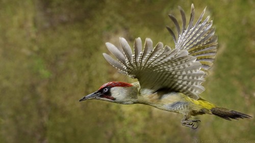 Woodpecker Wp 01